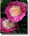 dualpeony